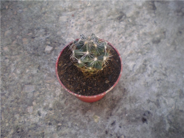 Escobaria missouriensis